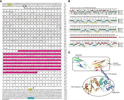 Molecular characterization and functional analysis of DIGIRR from golden pompano (Trachinotus ovatus)